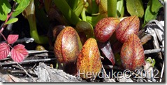 Darlingtonia Californica young