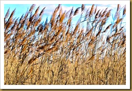 Phragmites in the windD7K_8493