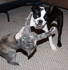 A Boston terrier mix and grey tortie at play. A Boston terrier mix and grey tortie at play.