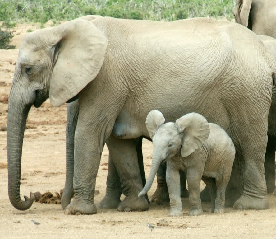 [Amazing%2520Animals%2520Pictures%2520Elephant%2520%252812%2529%255B5%255D.jpg]