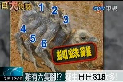 蜘蛛雞