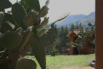 Prickly pear cactus raised for fruit, Qhapac ñan trek, Peru