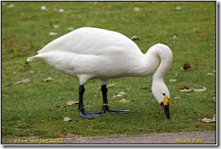 Slimbridge WWT D50  21-10-2012 12-02-47