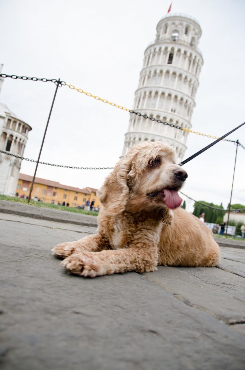 Chewy at the Leaning Tower of Pisa