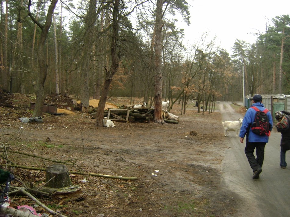 17_Пуща_Вика-27-11-2010.jpg