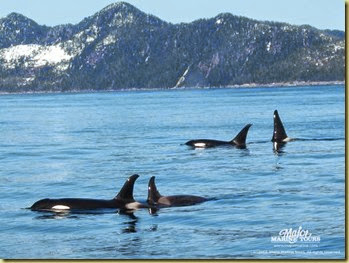 Pod of Orca Whales