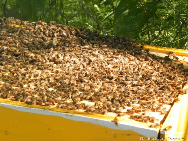 [swarm%252007%255B5%255D.jpg]