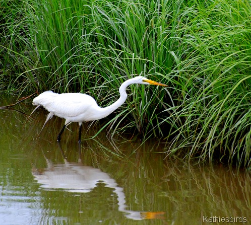 13. egret-kab