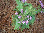 PA070036.JPG