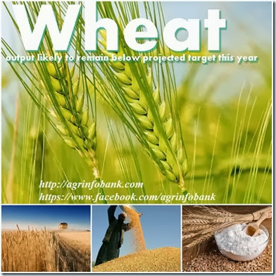 Wheat output likely to remain below projected target this year