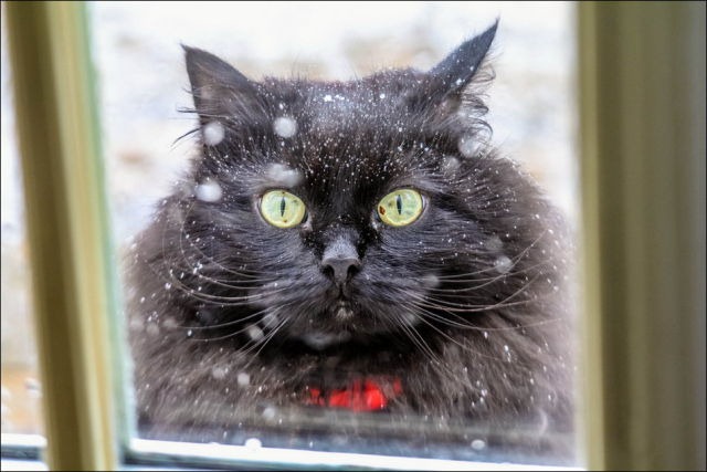 [cats-play-snow-7%255B2%255D.jpg]