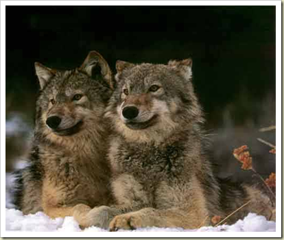 two wolves