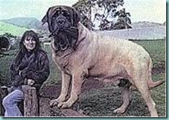aicama zorba english mastiff