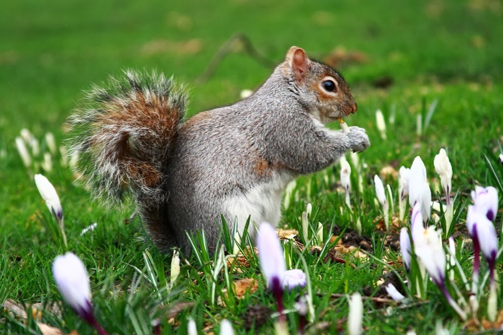 [c0%2520A%2520squirrel%2520among%2520sprouting%2520tulips%255B1%255D%255B1%255D.jpg]