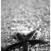 april2008 276_b&w.jpg