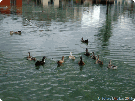 KamalPokhari5