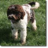 Sire Rivermist Brody