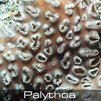 Palythoa-4.jpg
