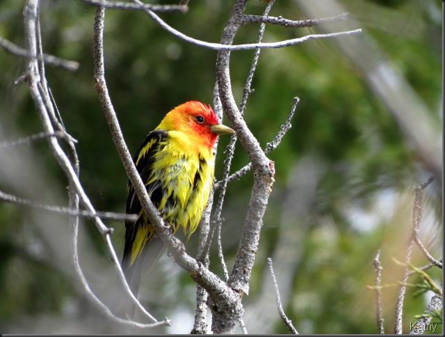 Wet Western Tanager