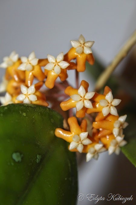 Hoya sp. NOVA 'Honey Pot'