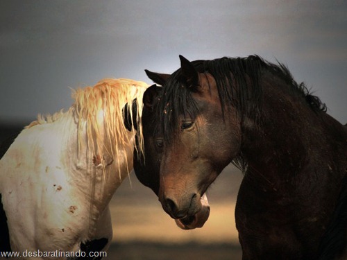 animais national geographic desbaratinando  (52)