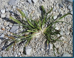 goosegrass