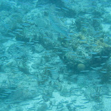 Diving and Sailing Caribbean