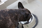 Must... SLURRRP... drink... SLURRRP... lots of water to stay cool!  Pets can get dehydrated quickly, so give them plenty of fresh, clean water when it's hot outdoors.