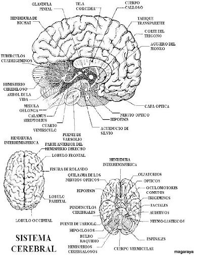 cuerpo humano el cerebro