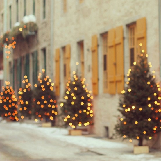 [christmas-trees6.jpg]