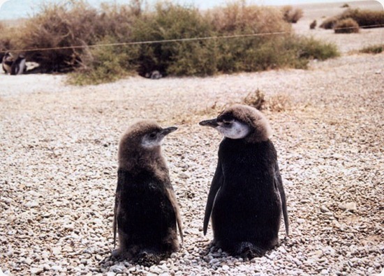 pinguini pinguini