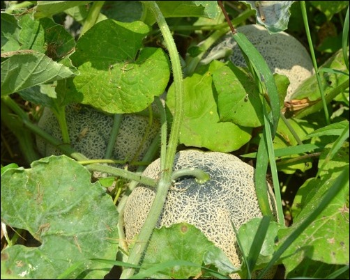 cantaloupes