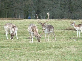 Attingham park