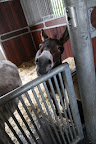 Donkeys have also been used to power large olive oil presses, especially in Sicily, where we are from!
