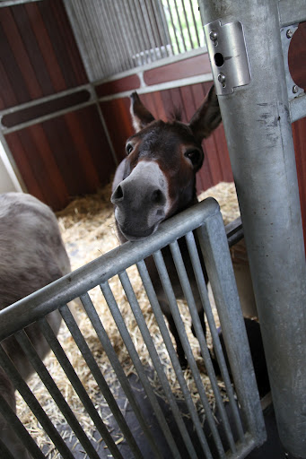 Donkeys have also been used to power large olive oil presses, especially in Sicily, where we are from!