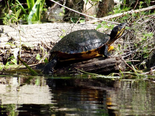[kayaking%2520the%2520Ichtucknee%2520027%255B3%255D.jpg]