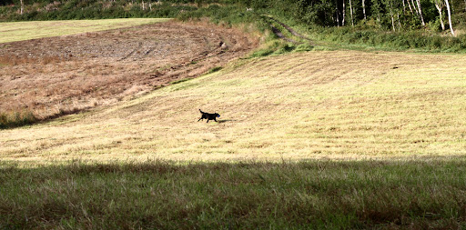 Jakttrening, 30. august 2011