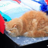 Pet Express Doggie Run 2012 Philippines. Jpg (268).JPG