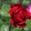 IMG_3628_1465_edited-1.jpg