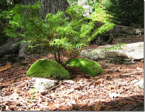 bonsai bonsai