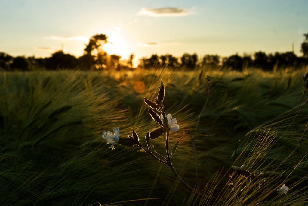 [Summer-Barley-5%255B3%255D.jpg]