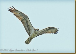 b Osprey Hover hr MSB_8612-2-Edit-Edit NIKON D300S July 05, 2011