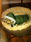 I'm thankful my human makes sure I'm warm and well taken care of