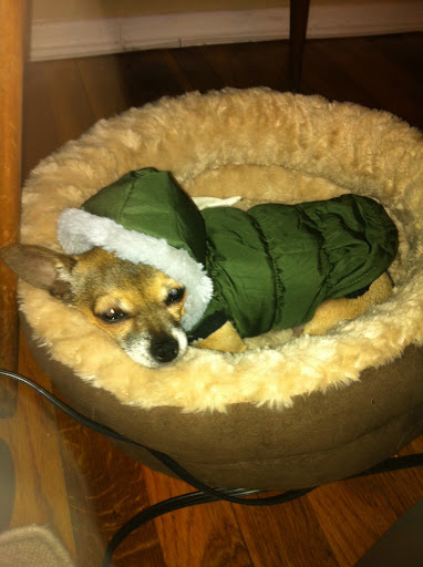 I'm thankful my human makes sure I'm warm and well taken care of