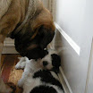puppen 6 weken 016.jpg