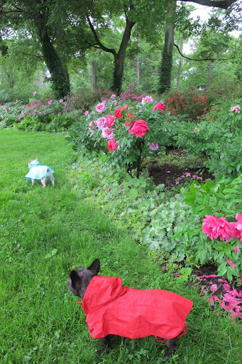 Sharkey, let's go check the herbaceous peony bed and see how they're faring in this dreadful weather.