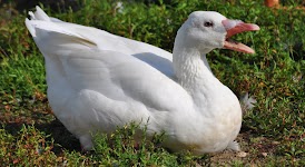 DSC_1989.JPG