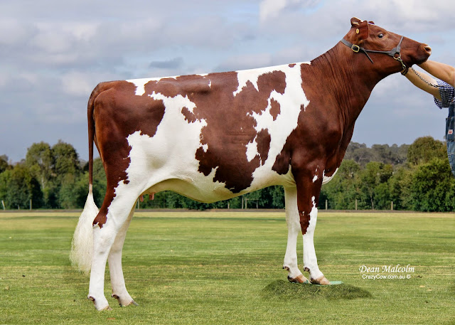 2013 G Begonia 10 NevilleMueller_1_5x7.jpg