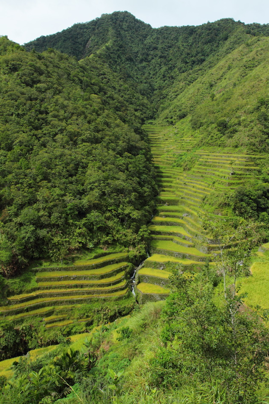 Rice terraces enroute to Batad from the Batad Saddle, Philippines