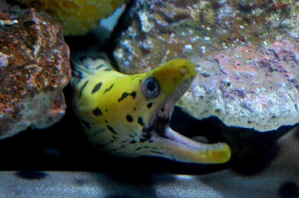 [aquariumaugust39.jpg]